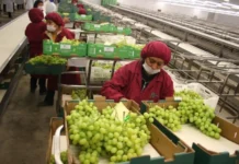 Las exportaciones agrícolas peruanas superaron los 8.100 millones de dólares en el período enero-agosto de 2025.