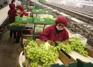 Las exportaciones agrícolas peruanas superaron los 8.100 millones de dólares en el período enero-agosto de 2025.