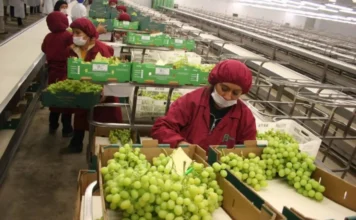 Las exportaciones agrícolas peruanas superaron los 8.100 millones de dólares en el período enero-agosto de 2025.