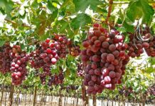 Midagri presenta calendario de cosecha de 17 productos claves para la planificación comercial