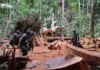 Crece la deforestación en Perú: más de 3.2 millones hectáreas de bosques se perdieron desde el 2001