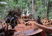Crece la deforestación en Perú: más de 3.2 millones hectáreas de bosques se perdieron desde el 2001